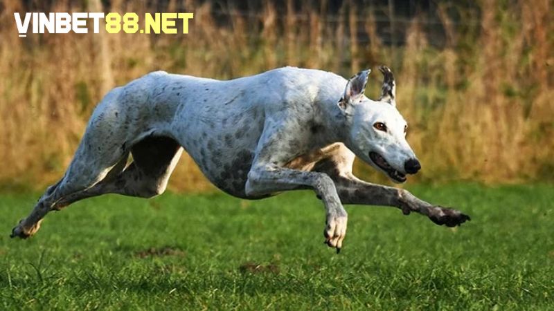 Greyhound có nguồn gốc từ thời tiền sử