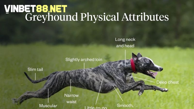 Chó Greyhound nổi bật với cơ thể tinh gọn và cơ bắp mạnh mẽ