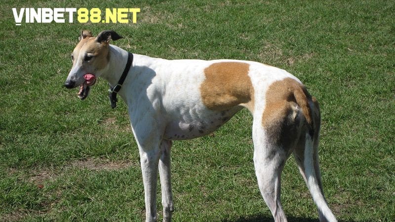 Chó Greyhound từ lâu trở thành một biểu tượng trong giới nuôi chó cảnh