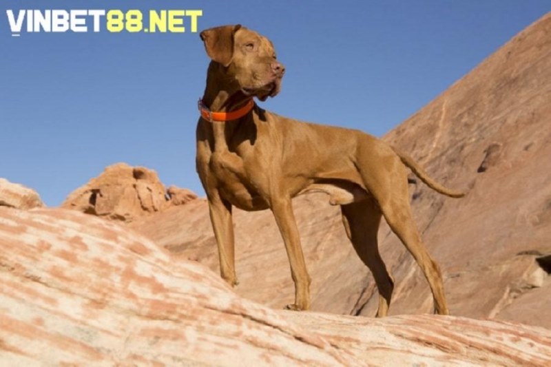 Chó Vizsla sở hữu tốc độ chạy nhanh tối đa lên đến 64 km/h 