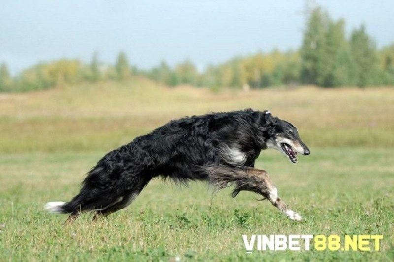 Chó Borzoi có tốc độ chạy nhanh tối đa lên đến 58km/h