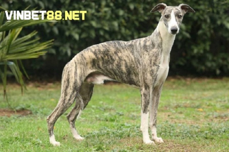 Chó Whippet đạt tốc độ chạy nhanh lên đến 56 km/h