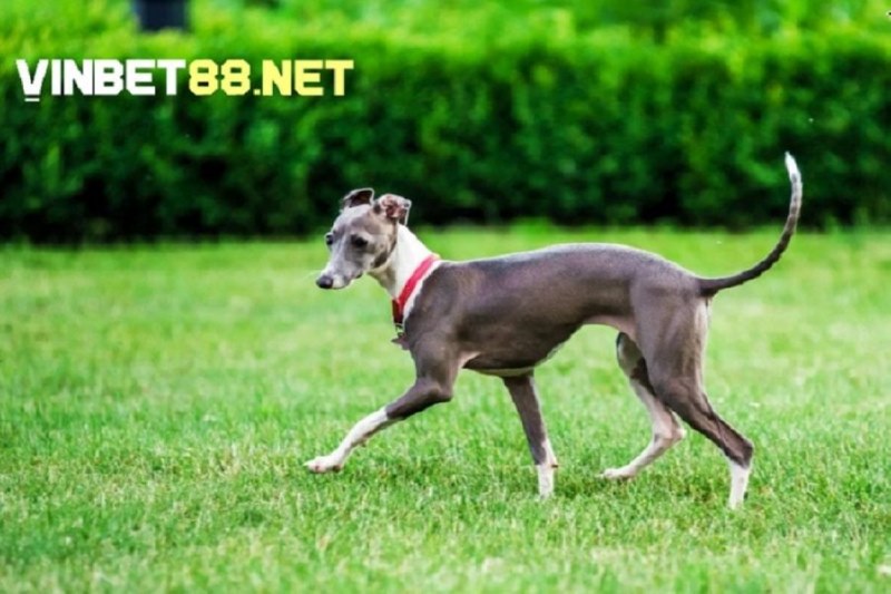 Greyhound thuộc top 10 giống chó chạy nhanh nhất trên thế giới