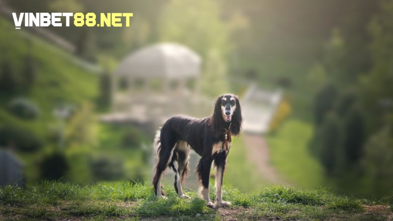 Saluki sở hữu tốc độ đáng nể nên xuất hiện khá phổ biến tại đường đua