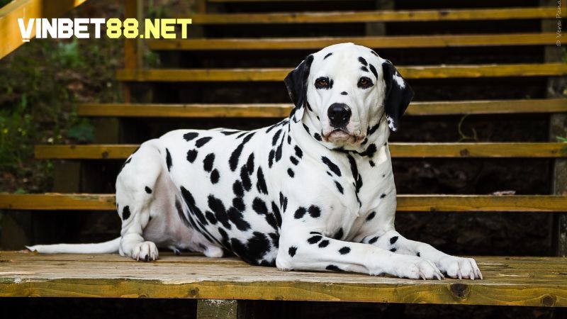 Dalmatian mang đến vẻ ngoài độc đáo cùng tốc độ đáng nể