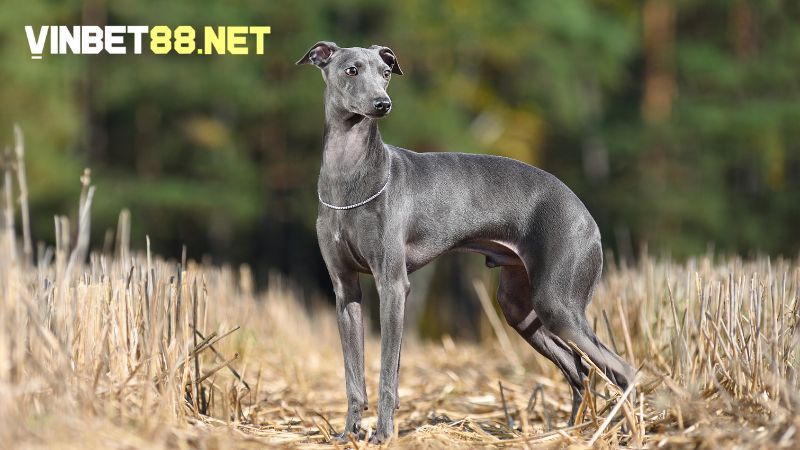 Giống chó chạy nhanh top đầu thế giới gọi tên Greyhound