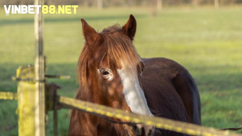 Standardbred thích hợp cho các chặng đua có tính đặc thù riêng biệt