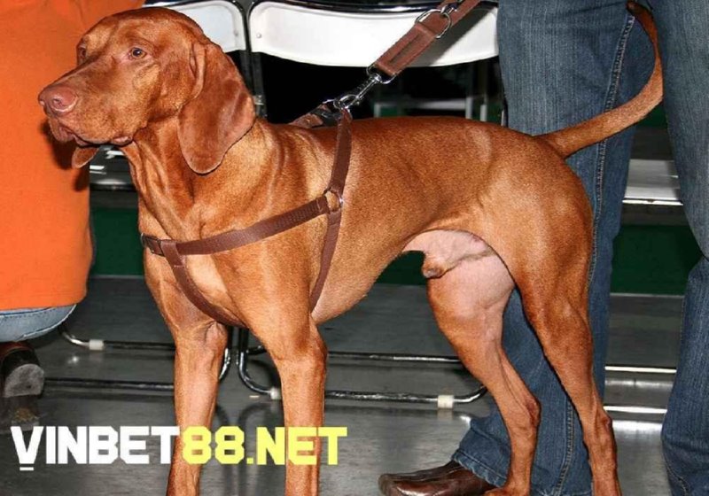 Tốc độ của chó đua Vizsla lên đến 64 km/h 