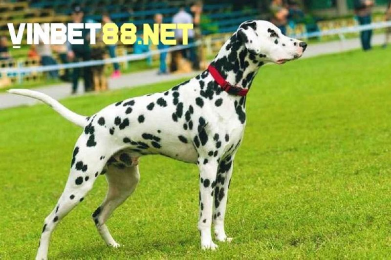 Chó đốm Dalmatian có tốc độ chạy lên đến 60km/h