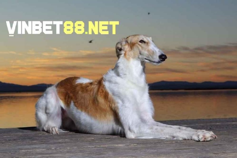 Chó Borzoi có tốc độ chạy nhanh tối đa 58km/h