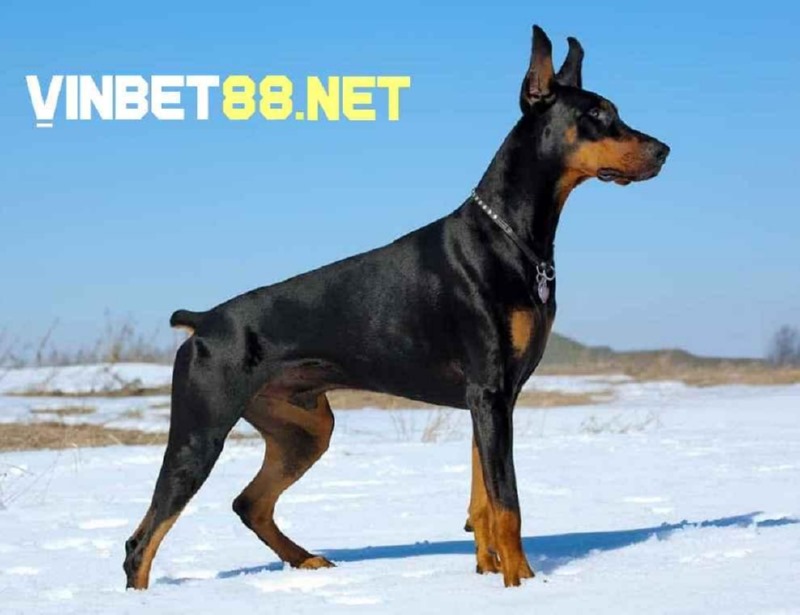 Chó Doberman có tốc độ chạy tối đa 48km/h