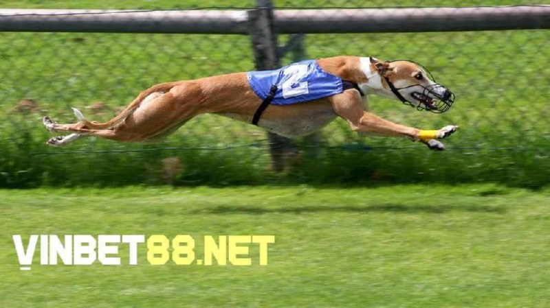 Greyhound thuộc Top 9 tốc độ của chó đua nhanh nhất thế giới