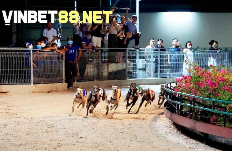 Chó Greyhound là ngôi sao của Trường đua chó Vũng Tàu